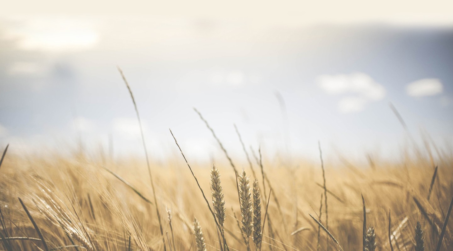 wheat field